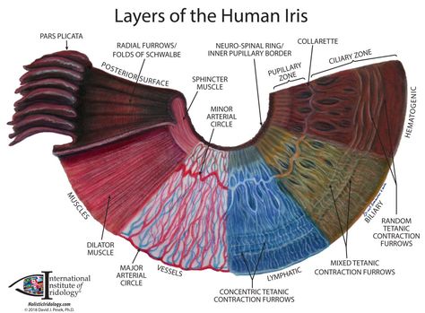 Chart of Holistic Iridology® Iridology Chart, Eye Anatomy, Emotion Chart, Biology Lessons, Eye Exam, Naturopathy, Medical Knowledge, Human Eye, Holistic Medicine