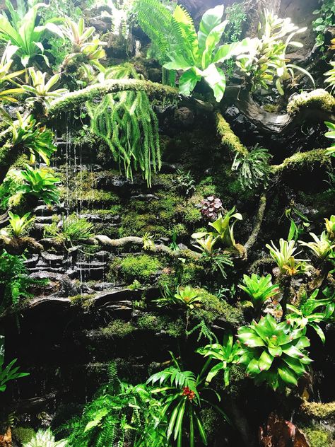 Rainforest Vivarium, Tropical Vivarium, Chameleon Terrarium, Tree Frog Terrarium, Bioactive Vivarium, Wall Terrarium, Tropical Terrariums, Frog Terrarium, Frog Tank