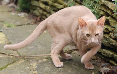 Fawn Abyssinian Cat Lilac Cat, Gatos Cool, Cat Species, Warrior Cat Oc, Abyssinian Cat, Warrior Cats Art, Abyssinian Cats, Gorgeous Cats, Cat Pose