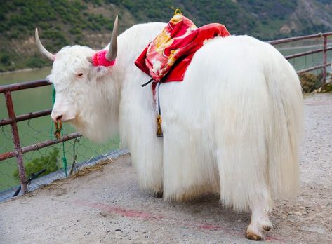 Amazing Rare Animals - White Yak cow ... Symbol of Tibetan origin in Himalaya, there are a longhaired cow that lives in the Himalayas, the Qing-Tibetan plateau and northern Mongolia. The female is called Dri or Nak, and Yak is the term for both genders. Domestic yaks are raised primarily for milk, fur, and meat, as well as for plowing or pulling cars ~.~ Animals With Horns, Albino Animals, Animal Print Wallpaper, Interesting Animals, Rare Animals, About Animals, Pretty Animals, Majestic Animals, Endangered Animals