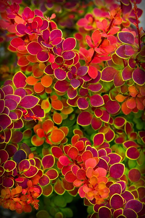 Barberry 'Orange Sunrise' (Berberis thunbergii) is a small-leafed stunner! This bold upright shrub changes color, from coral pink spring new growth each leaf which becomes rich red with a neat chartreuse edges. In autumn, the whole plant deepens to crimson with the bright margins. Landscape Edging Stone, Edging Landscape, Berberis Thunbergii, Stone Landscape, Wood Landscape, Diy Landscape, Simple Landscape, Yucca Plant, White Landscape