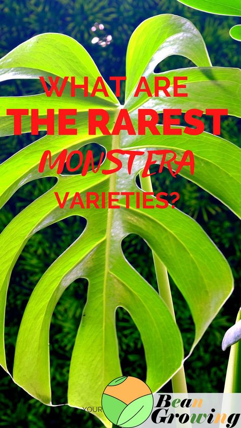 Monstera Varieties, Monstera Obliqua, Lucky Plant, Tropical House Plants, Monstera Adansonii, Cheese Plant, Tropical House, Monstera Plant, Monstera Deliciosa