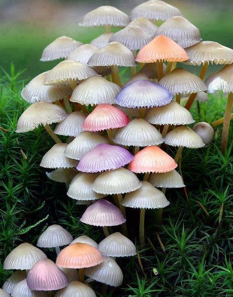 Natural Umbrella, colorful mushroom Mushrooms Growing, Theme Nature, Mushroom Fungi, Wild Mushrooms, The Grass, Science And Nature, Natural World, Amazing Nature, Nature Beauty