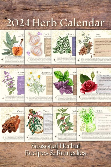 SEASONAL HERBS Calendar 2024 Herbalist Plant Lovers Lunar Moon Phases Healing DIY Recipes Botanical Art Cottage Herbcraft Herbology Cinnamon Rose Garlic Rosemary Thyme Sage Chamomile Lemon Balm Coffee Fennel Pine Basil 2024 Healing, Seasonal Living, Herb Seasoning, Wall Calendars, 2024 Calendar, Diy Recipes, Calendar 2024, Calendar Design, Wall Calendar