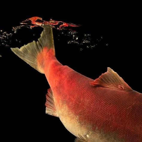 Joel Sartore- Photo Ark on Instagram: "A male, federally endangered Snake River sockeye salmon at the Eagle Fish Hatchery in Idaho sports his spawning colors. To reach their spawning area near Redfish Lake in Central Idaho, fish like this one have a 900+ mile run up the Columbia and Snake Rivers. That’s the longest migrating fish run on Earth. 

#NationalSalmonDay #salmon #sockeye #fish #animal #wildlife #photography #animalphotography #wildlifephotography #studioportrait #PhotoArk @insidenatgeo" Salmon Sockeye, Red Scales, Fish Animal, Salmon Red, Joel Sartore, Fish Hatchery, Sockeye Salmon, Animal Wildlife, Nat Geo