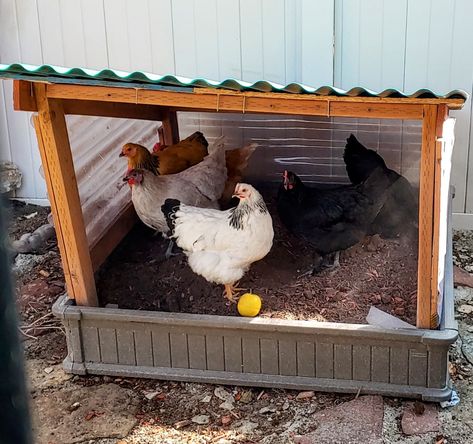 Diy Shade For Chickens, Chicken Run Set Up, Colorful Chicken Coop Ideas, Chicken Playground, Chicken Dust Bath Ideas, Diy Chicken Feeder, Chicken Playground Ideas Diy, Chicken Run Ideas, Dust Bath For Chickens