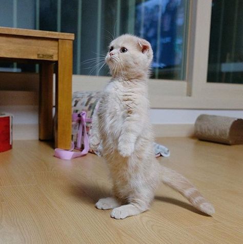 Kitten Stands up on Its Hind Legs and Gets a Photoshop Battle That Deserves a Standing Ovation - Cheezburger Söt Katt, Cat Stands, Cute Cats Photos, Cat Behavior, Cute Cats And Kittens, Cute Kittens, Funny Animal Pictures, Beautiful Cats, Baby Cats