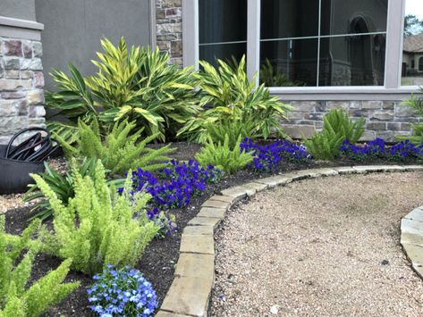 Texas Shade Landscaping, South Texas Landscaping, Houston Landscaping, Garden Vignettes, Texas Landscaping, Texas Plants, Texas Landscape, Front Flower Beds, Florida Plants