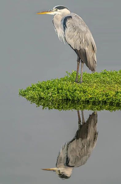 Grey heron Grey Heron, Aquatic Animals, Birds, Grey, Animals, Art