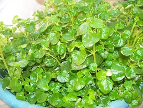 Uses of Shiny bush Peperomia pellucida (L.) Kunth Panadol Medicine, Caralluma Fimbriata Benefits, Peperomia Puteolata, Calcarea Carbonica Homeopathy, Traditional Chinese Medicine Herbs, Herbal Education, Food Medicine, Herbal Plants, All About Plants