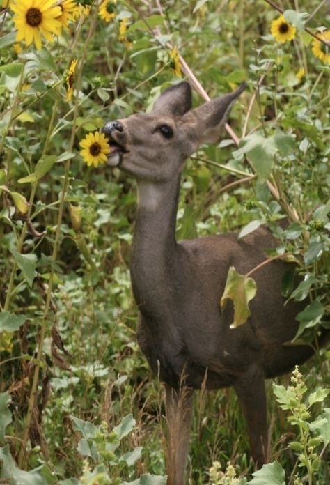 Doe Eating Sunflower Wisconsin Birds, Deer Eating, Small House Garden, Companion Planting Vegetables, Totem Animals, Herb Garden Design, Loving Animals, Vertical Garden Diy, Exotic Animals