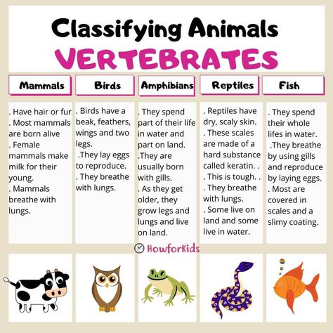 Vertebrate animals are classified into five groups. 
Mammals
Birds
Fishes
Amphibians
Reptiles Invertebrates And Vertebrates Projects, Vertebrates And Invertebrates Project, Vertebrates And Invertebrates Activities, Invertebrates Classification, Vertebrates Worksheets, Vertebrates And Invertebrates Worksheets, Vertebrate And Invertebrate Animals, Animal Classification For Kids, Vertebrates Animals