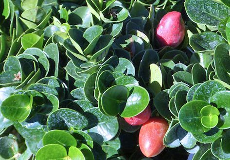 Natal Plum, Rose Family, Ground Cover Plants, Plant Needs, Small Trees, Mulch, Tropical Plants, Hedges, Plum