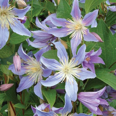 Clematis 'Blue River' - Climbing Plants - Van Meuwen Lilac Clematis, Clematis Varieties, Clematis Plants, Clematis Flower, Clematis Vine, Garden Vines, Climbing Vines, Blue River, Flowering Vines