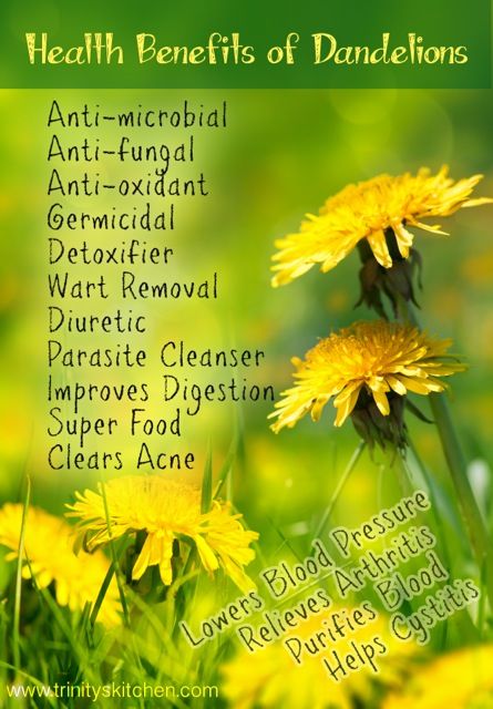 Health Benefits of Dandelions Food For Acne, Dandelion Benefits, Tomato Nutrition, Calendula Benefits, Magia Das Ervas, Food For Digestion, Matcha Benefits, Lemon Benefits, Coconut Health Benefits