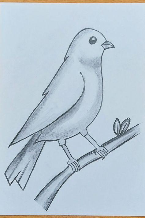 Pencil Shading Birds, Drawing A Bird Easy, Sketch Animals Easy, Basic Animal Drawings, Sketch Of Bird, Birds Sketches Pencil Easy, Cute Easy Animal Drawings Step By Step, Easy Drawings Birds, Drawing In Class Sketch