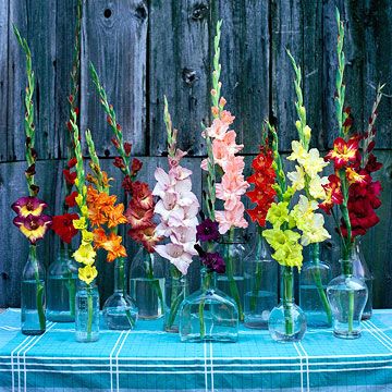 Gladiolus Centerpiece, Gladiolus Wedding, Granny Party, Gladiolus Arrangements, Late Summer Flowers, Hotel Flowers, A Room With A View, Gladiolus Flower, Tiny Wedding