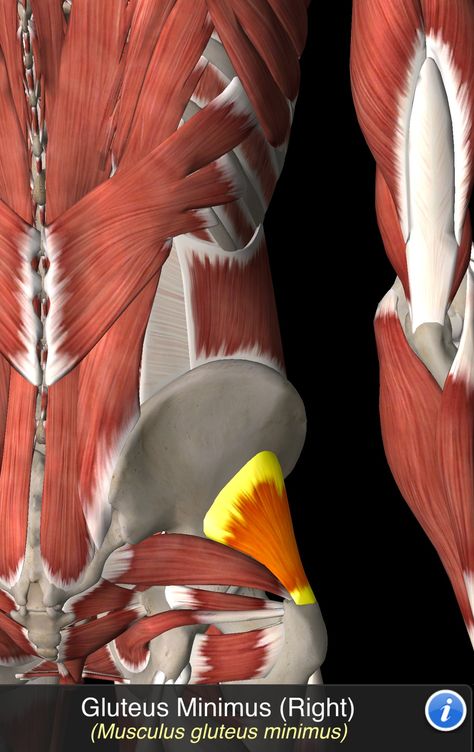 Lower Back Anatomy, Gluteus Minimus, Human Muscle Anatomy, Lower Body Muscles, Human Body Anatomy, Medical School Inspiration, Muscle Anatomy, Body Anatomy, Anatomy Drawing