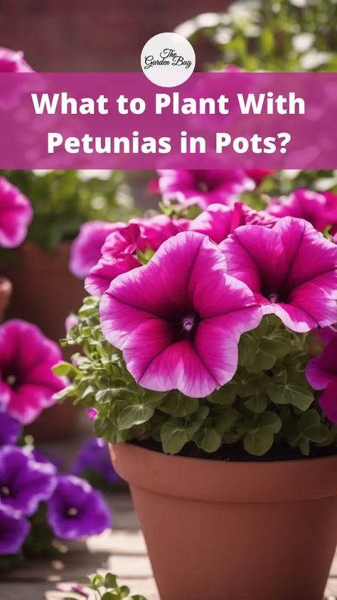 Elevate the beauty of your potted petunias with our expert recommendations for complementary companion plants! Explore a variety of plant options that pair beautifully with petunias, enhancing their color, texture, and overall visual appeal. From cascading varieties like trailing lobelia and bacopa to upright accents such as ornamental grasses and spike plants, we'll introduce you to a diverse array of companions that thrive alongside petunias in container gardens. Discover practical tips. Petunia Hanging Basket Diy, Planting Petunias In Pots, Petunia Companion Plants, Purple Petunias In Pots, Petunia Container Ideas, Wave Petunias Planter, Petunias In Pots Planters, Petunia Planter Ideas, Petunia Planters