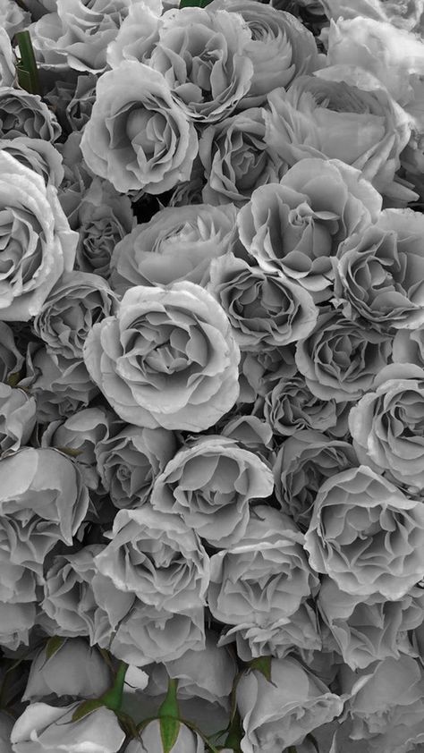 Evening Eye Makeup, Aesthetic Roses, Rose Arrangements, Gray Aesthetic, Grey Flowers, Grey Roses, Grey Skies, Romantic Roses, Minimalist Wallpaper