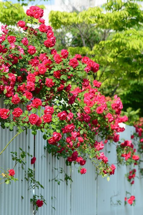 Choosing Climbing Roses For Zone 9 - What Are Popular Zone 9 Climbing Roses Growing Climbing Roses, Zone 9 Gardening, Courtyard Ideas, Rose Gardening, Rose Garden Design, Garden Goals, Zone 7, Gardening Zones, Climbing Rose