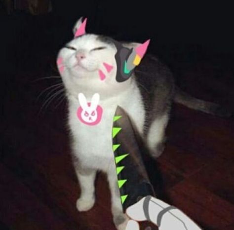 here's your dump nick. - Album on Imgur D.va Pfp, Overwatch Cats, D.va Icons, Cat Knife, Overwatch Posters, Overwatch Wallpapers, D.va Overwatch, Overwatch Memes, Cat Profile