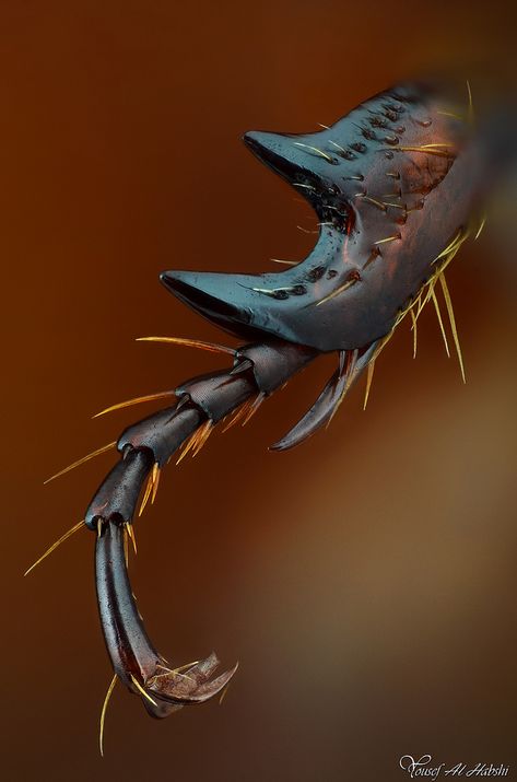 ˚Arabian Chafer Beetle's Leg Macro Fotografie, Weird Insects, Microscopic Photography, Cool Insects, Cool Bugs, Beautiful Bugs, Creepy Crawlies, Insect Art, Arthropods