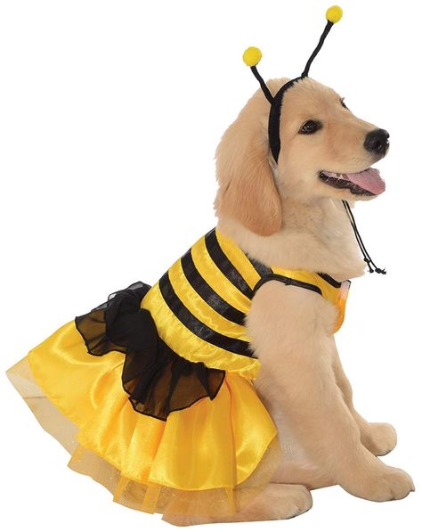 Bumblebee Halloween, Cat Dog Costume, Bee Dog, Fancy Dress Up, Dog Halloween Costumes, Halloween Fancy Dress, Theme Halloween, Dog Costumes, Dog Costume