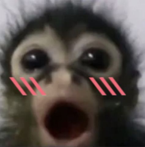 Smiling Monkey Funny, Pfp Monkey, Silly Monkey Pfp, Monkey Memes Pictures Mood, Me And My Monkey, Mad Monkey, Emo Monkey, Cute Monkey Pfp, Pretty Monkey