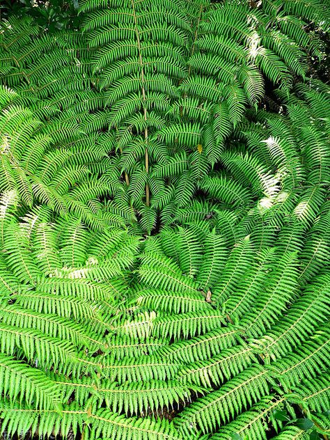 Punga tree fern Punga Tree, Fern Tree, Tree Fern, Fern, Plant Leaves, Wedding Flowers, Austin, Plants, Flowers