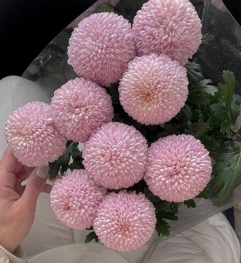 Delilah Flower, Flower Board, Boquette Flowers, Lily Bloom, Nothing But Flowers, Chrysanthemum Flower, Unusual Flowers, Flower Therapy, Beautiful Bouquet Of Flowers