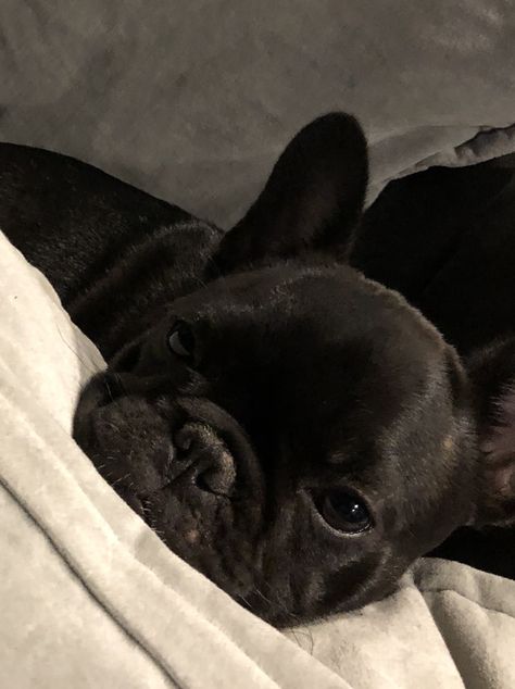 Black French Bulldog Puppy, French Bulldog Aesthetic Wallpaper, Black French Bulldog Aesthetic, Black Bulldog, Blue French Bulldog Puppies, Black French Bulldog, Baby French Bulldog, Dog Mommy