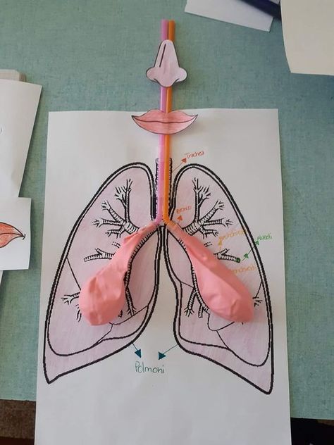 Human Body Systems Projects, Body Systems Project, Human Body Science Projects, Human Body Projects, Human Body Science, Human Body Activities, Biology Projects, Science Projects For Kids, Human Body Systems