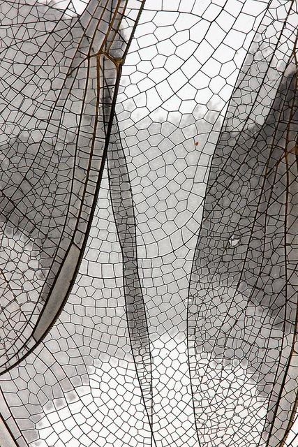 Wings that never took flight / Dragonfly wings/ by Cheryl Rose Foto Macro, Dragonfly Wings, Natural Structures, Texture Inspiration, Natural Forms, Patterns In Nature, Surface Textures, Color Textures, Macro Photography