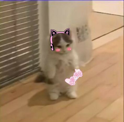 Gaming Girl Pfp, Gamer Cat Pfp, Gamer Girl Meme, Csgo Pfp, Gamer Girl Pfp, Standing Cat Pfp, Aesthetic Kitten, Kitten Aesthetic, Gamer Cat