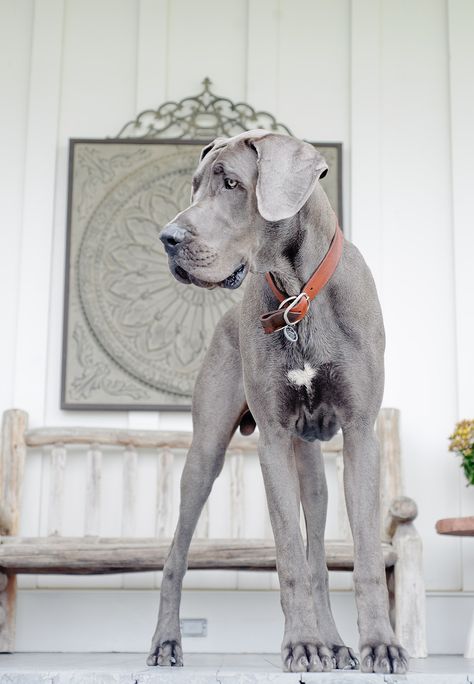 This is the exact color I've been obsessing over! I saw a GD this shade at the dog park and fell in LOVE! Cute Dog Costumes, Dane Puppies, Tibetan Mastiff, Great Dane Puppy, Dane Dog, Great Dane Dogs, Blue Merle, Lap Dogs, Weimaraner