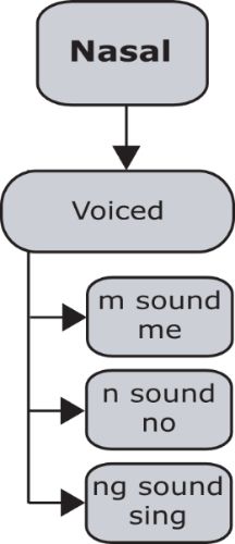 Introduction to Nasals — Pronuncian: American English Pronunciation American English Accent, Accent Reduction, Vocal Cords, English Accent, Ell Students, Speech Path, American Accent, Kids Garden, Speech Therapy Ideas