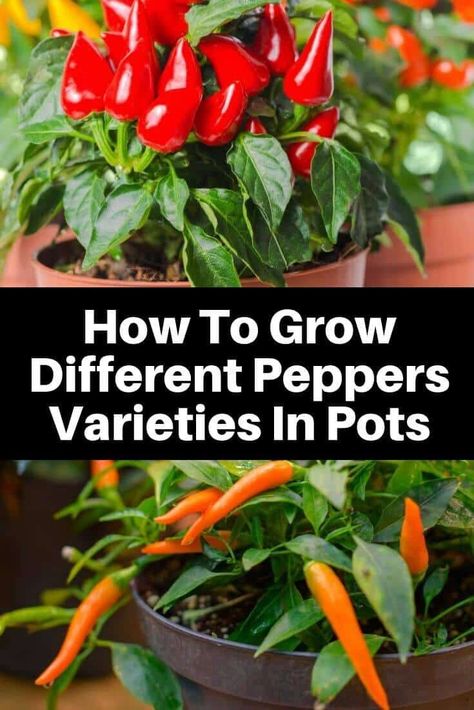 If you fail to dial one of them in, you might still get a modest yield. To really enjoy a bounty of peppers from the middle of the summer into the fall you will need to familiarize yourself with many other factors.  In this article, we will take a closer look at the various factors that go into growing bell peppers in containers. Growing Peppers In Pots, Peppers In Pots, Growing Hot Pepper, Grow Peppers, Growing Bell Peppers, Container Gardening Ideas, Growing Vegetables In Pots, Growing Peppers, Types Of Peppers