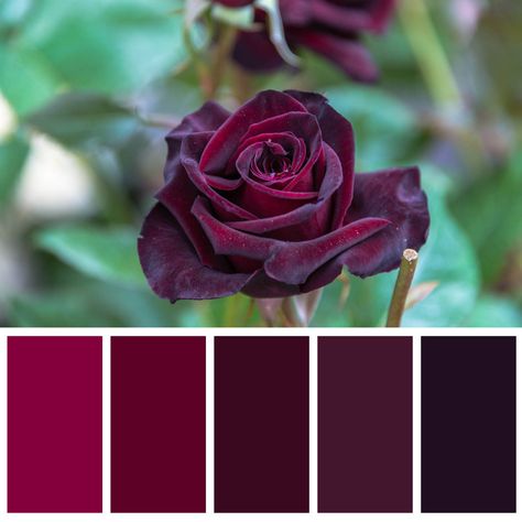 Beet Color Palette, Burgundy Color Palette Colour Schemes, Red And Purple Color Palette, Deep Red Color Palette, Wine Color Palette, Burgundy Color Palette, Color Schemes Colour Palettes, Deep Winter, Color Palette Design