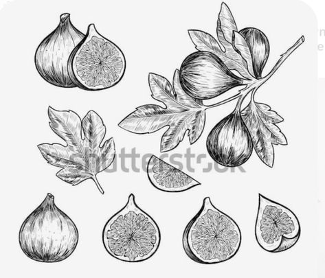 Emily Tattoo, Accessible Gardening, Vector Food Illustration, Fig Drawing, Jewish Preschool, Snoopy Tattoo, Fruits Drawing, Decorative Set, Vector Sketch