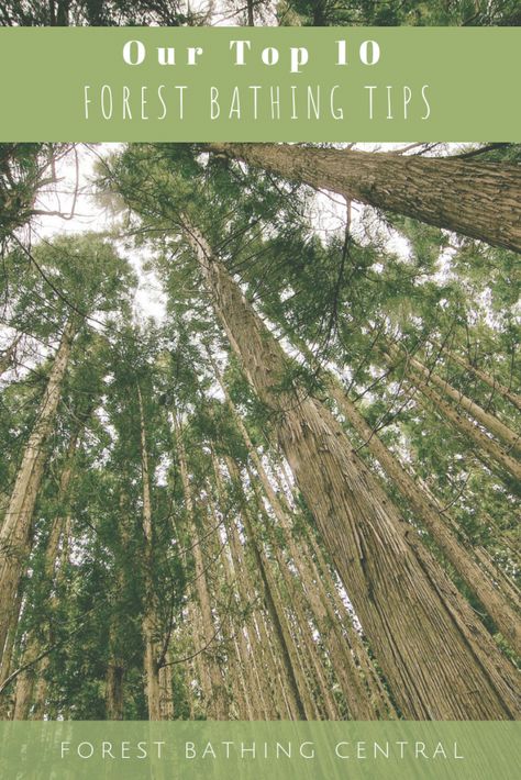 These 10 tips give you a framework for forest bathing and get the most out of your experience in the forest. #8 is one of my favorites! Bathing Tips, Eco Therapy, Horticulture Therapy, Forest Therapy, Pretty Flowers Pictures, Spiritual Direction, Nature Therapy, Shinrin Yoku, Eco Lifestyle