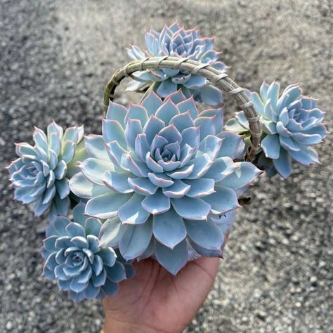 Echeveria Peacockii Blue Flowers With Succulents, Blue Succulents Plants, Types Of Succulents With Pictures, Teal Succulents, Succulent Landscaping Front Yard, Blue Candle Cactus, Echeveria Succulent, Succulent Photography, Succulent Names