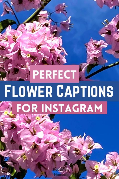 Did you just have the most amazing time enjoying flowers and are now looking for the best flower captions for Instagram? Here are the best cute, funny, inspirational, short, and beautiful poems and captions about flowers. Or chose flower quotes for Instagram. Find the best one that fits your experience, picture or just inspires you! Flowers For Instagram, Short Flower Quotes, Flower Captions, Photography For Instagram, Instagram Captions For Pictures, Flower Captions For Instagram, Flower Quotes Inspirational, Beautiful Flower Quotes, Photography Captions