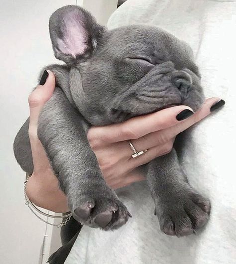 FOLLOW ME ON INSTA: @elle.martinez_ Blue French Bulldog Puppies, Bulldog Francese, Love French, French Bulldog Puppy, French Bull, French Bulldog Puppies, Cane Corso, Welsh Corgi, Bulldog Puppies