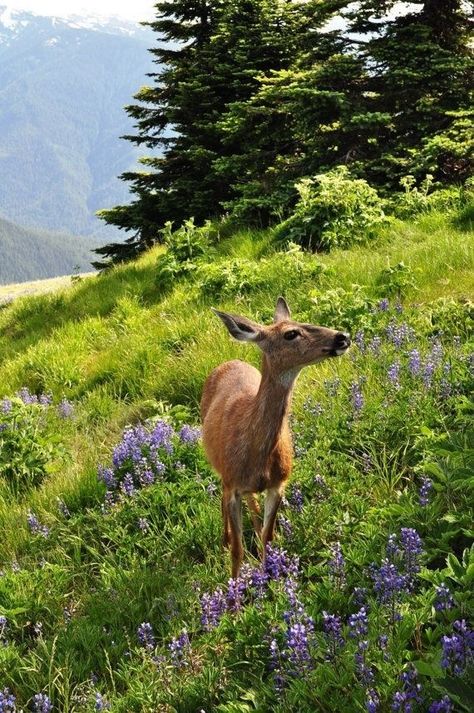 Macoto Takahashi Art, Wall Art Mountains, Art Mountains, Deer Doe, Roe Deer, Wildlife Paintings, Olympic National Park, Cute Animal Photos, Photography Wall