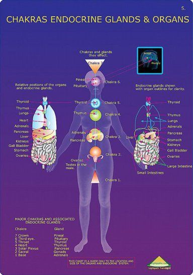 Chakra Heilung, Pranic Healing, The Chakras, Energy Medicine, Chakra Yoga, Endocrine System, Kundalini Yoga, Chakra Meditation, Vinyasa Yoga