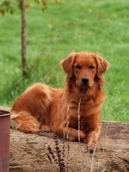 A Red Golden Retriever. I want a female and I will name her Willow. Red Retriever, Red Golden Retriever, Golden Retriever Portrait, Cocker Spaniel Anglais, Red Dogs, Golden Retriever Training, Golden Retriever Names, Poodle Toy, Golden Retriever Funny