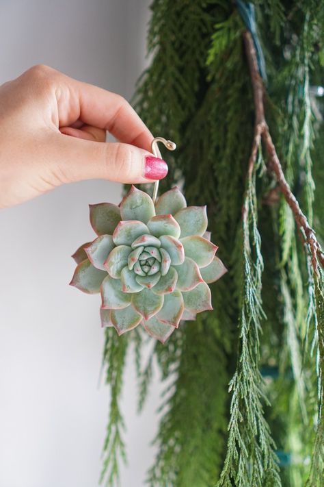 How to Make Succulent Ornaments - Dalla Vita Christmas Plants Gifts, Succulent Christmas, Cactus Christmas, Plant Crafts, Christmas Plants, Succulent Wreath, Plant Projects, Succulents Decor, Garden Christmas