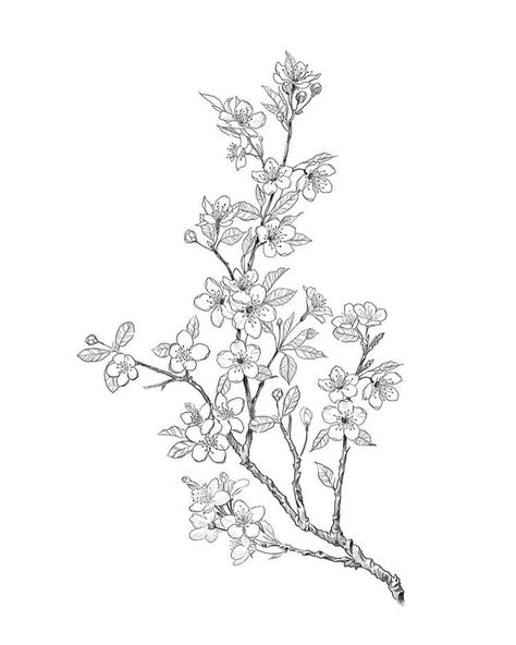 Cherry Blossom Coloring Page, Cherry Blossom Sketch, Blossom Sketch, Art Tattoos, Tattoo Art, Coloring Page, Cherry Blossom, Tattoo Ideas, Blossom