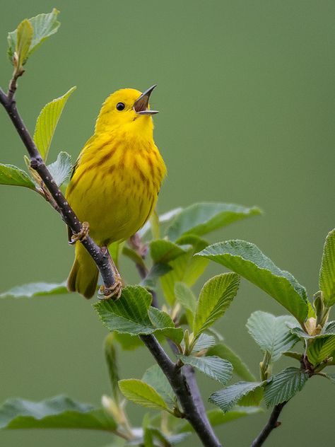 Yellow Warbler ~ almost entirely yellow with a prominent black eye, nests in second growth woodlands or groves of willows, often near water. Yellow Warbler, Kinds Of Birds, Yellow Bird, Backyard Birds, Bird Pictures, All Birds, Pretty Birds, Bird Photo, Colorful Birds